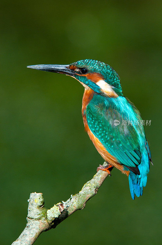 雄性翠鸟栖息(Alcedo Atthis)